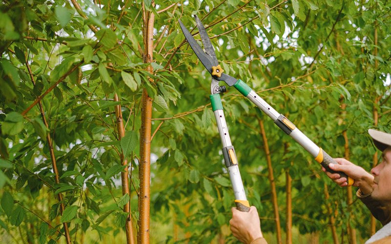 Tree trimming in Weskan, KS