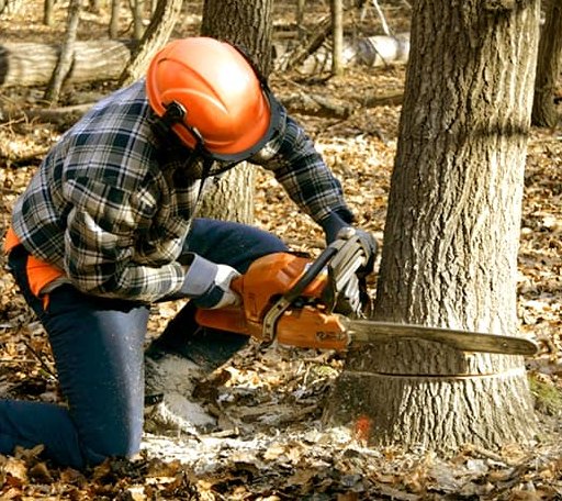 Tree Removal in Weskan, KS